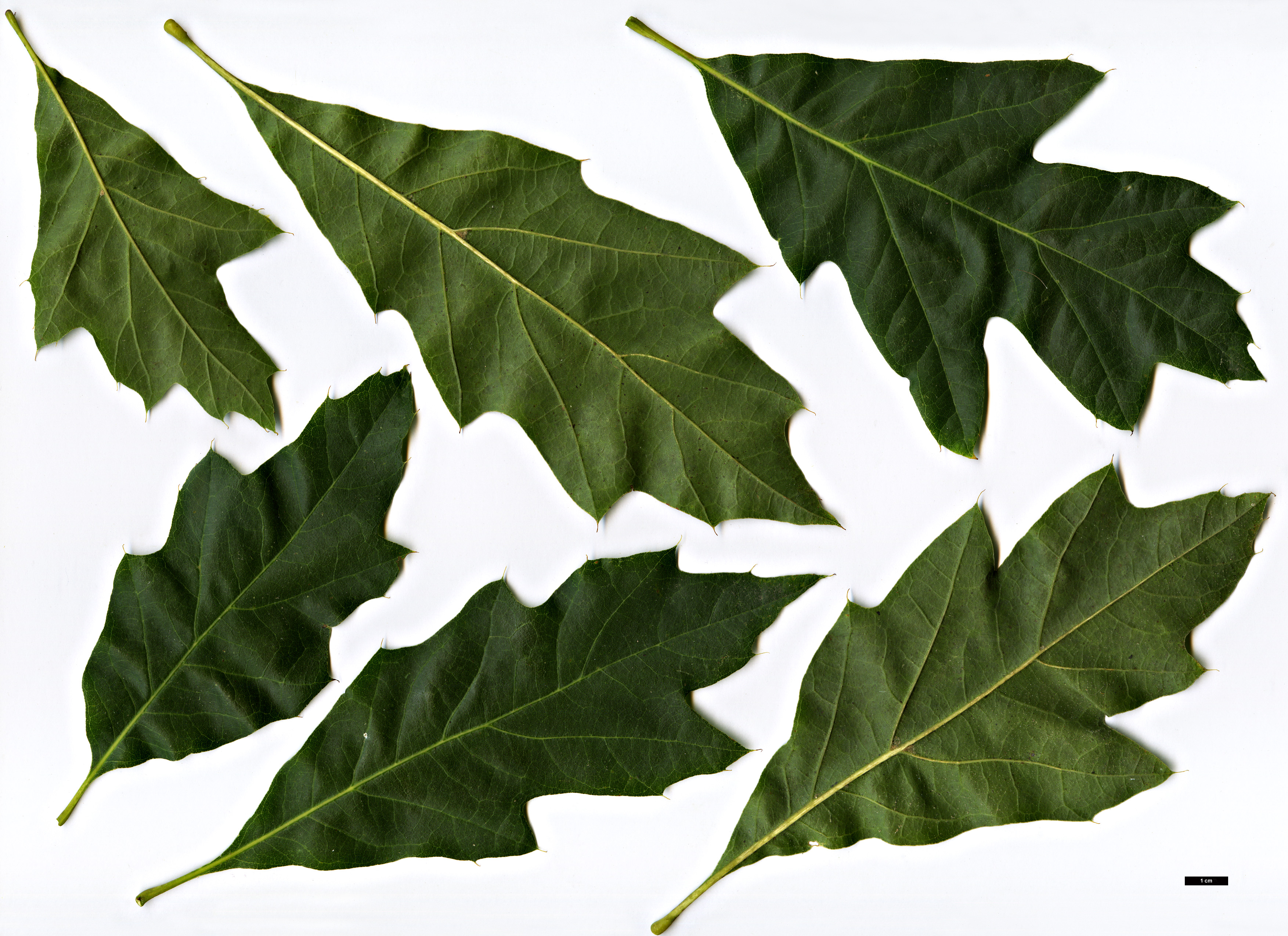 High resolution image: Family: Fagaceae - Genus: Quercus - Taxon:   - SpeciesSub: 'Mauri'